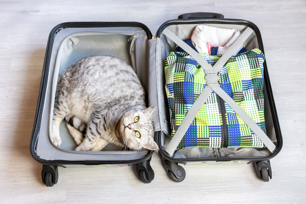 Gato acostado en maleta embalada
 - Foto, imagen