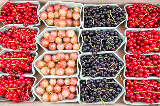 Fruit bakjes met braambessen, aalbessen en kruisbessen - Foto, afbeelding