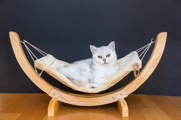 Chat blanc couché paresseux dans l'hamac
 - Photo, image