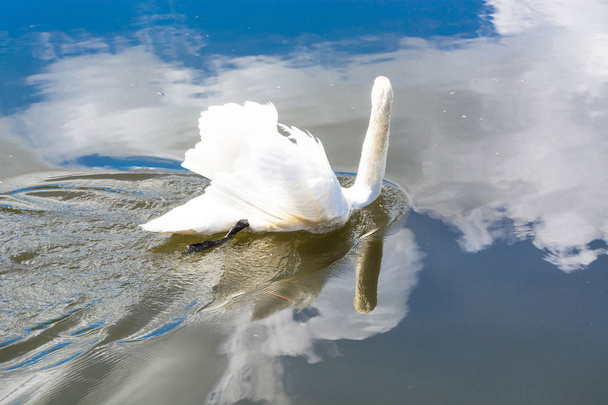 Cisne blanco en un lago - Foto, Imagen