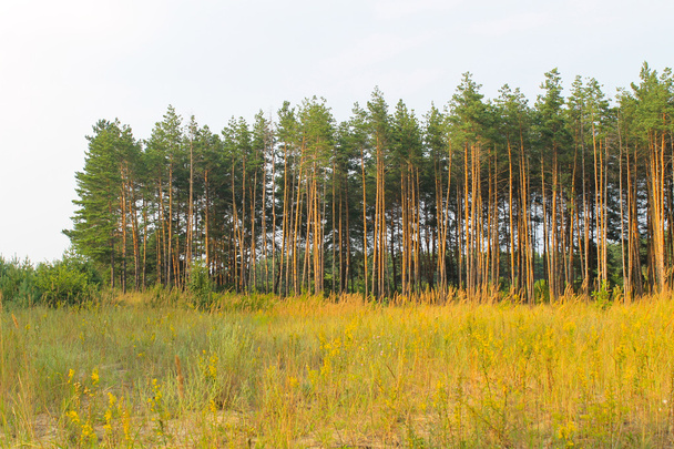 Forêt verte de conifères - Photo, image