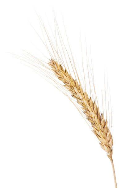 大麦の耳 - 写真・画像