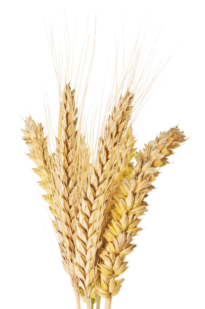 pšenice a ječmen uši - Fotografie, Obrázek