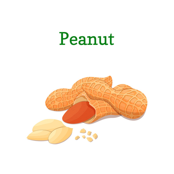 Erdnüsse Vektor Illustration einer Handvoll Erdnüsse isoliert auf weißem Hintergrund kann es als Verpackungsdesign-Element verwendet werden, Druck von Broschüren über gesunde und vegetarische Ernährung - Vektor, Bild