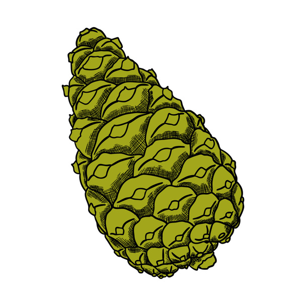 Pinecone hand drawing - Vector, Image