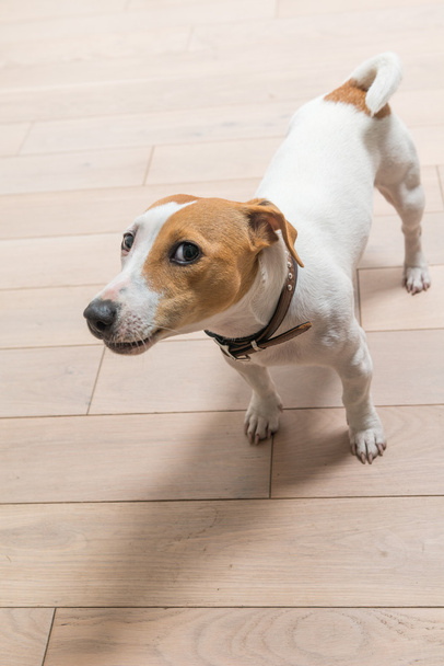 Jack Russell Terrier a casa
 - Foto, immagini