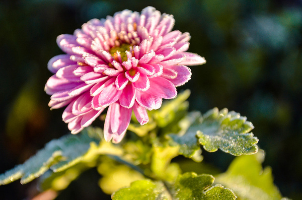 Roze bloem met rijm  - Foto, afbeelding