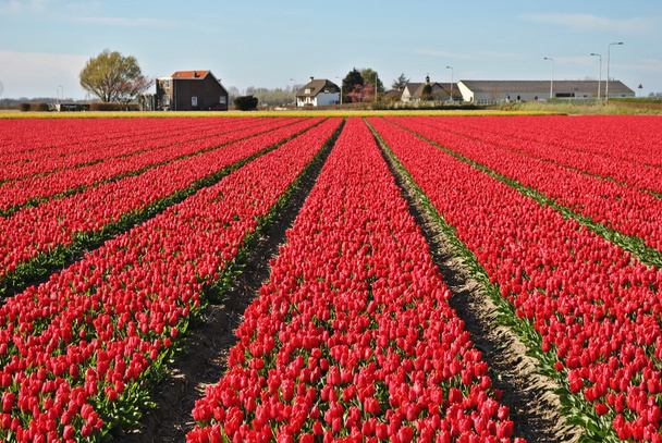 Тюльпани поля в весна Нідерландів - Фото, зображення