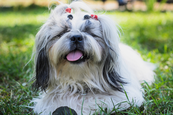 Shih tzu dog on grass with toy. Outdoor photography. - Photo, Image