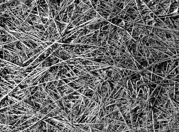 Суха текстура трави в чорно-білому
. .  - Фото, зображення
