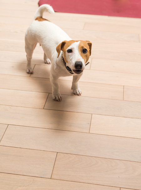 Jack Russell Terrier à la maison
 - Photo, image