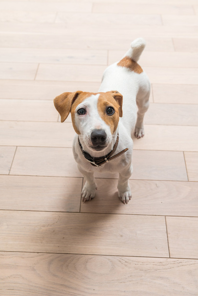 Jack Russell Terrier en casa
 - Foto, Imagen
