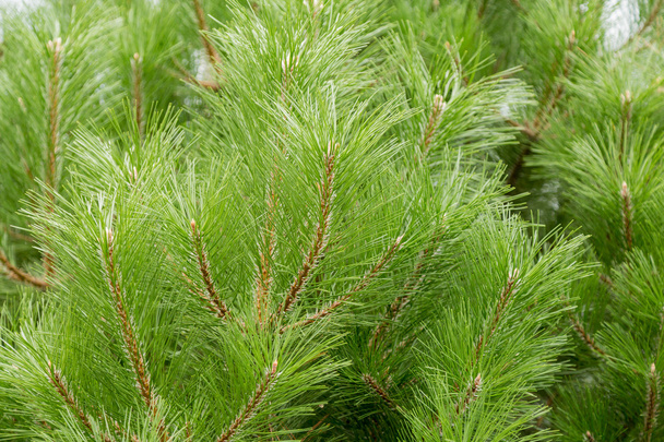  The branches of an evergreen coniferous tree of pine or cedar - Valokuva, kuva