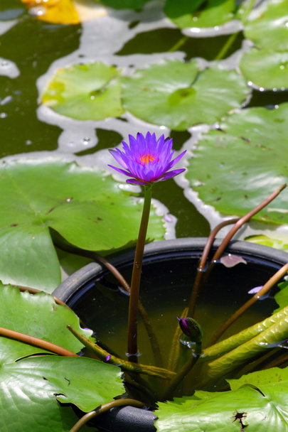 Blossom lotus flower in Japanese pond - Photo, Image