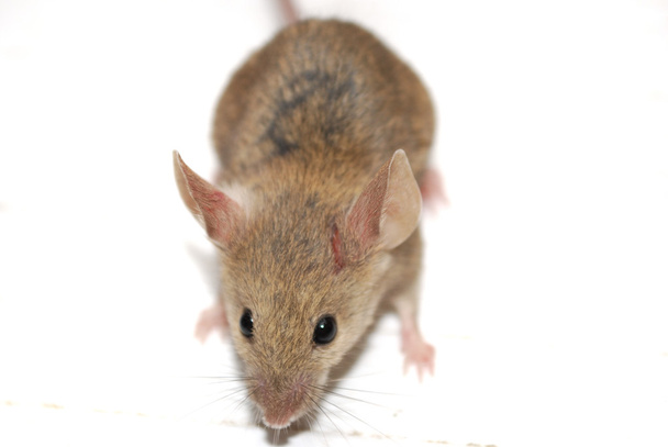 Обыкновенная полевая мышь
 - Фото, изображение