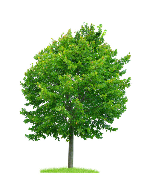 Linden puu eristetty
  - Valokuva, kuva