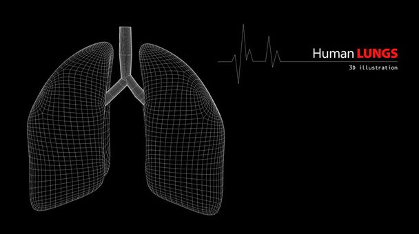 Анатомія легенів людини
 - Фото, зображення