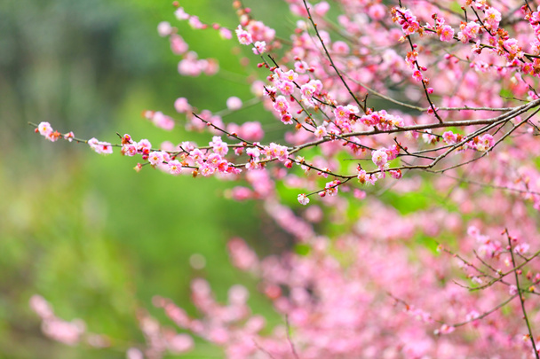 Bloemen van kersenbloesems op lentedag - Foto, afbeelding