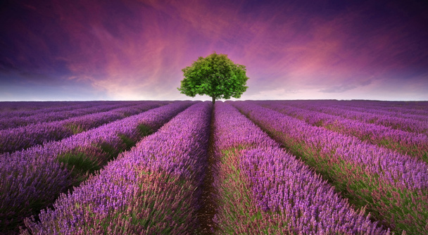 Upea laventeli kenttä maisema Kesä auringonlasku yhden puun
 - Valokuva, kuva