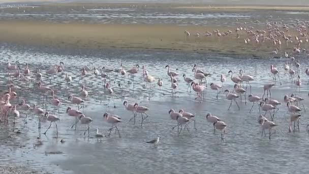Rózsás flamingó, phoenicopterus ruber - Felvétel, videó