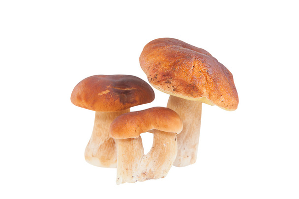 Съедобные грибы порчини на белом фоне
 - Фото, изображение