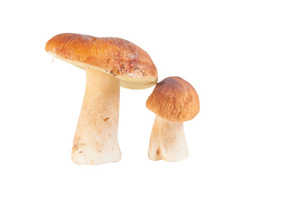 Syötävät sienet porcini valkoisella taustalla
 - Valokuva, kuva