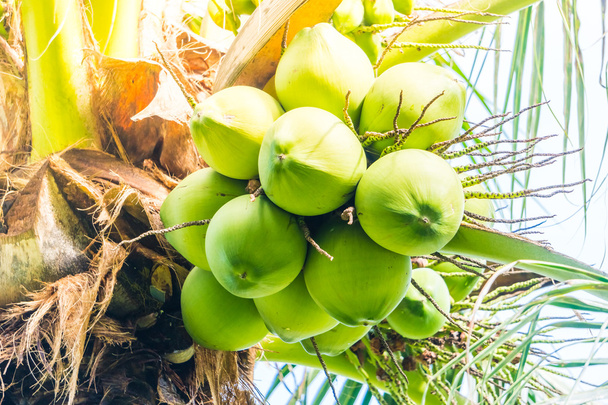 Green Coconut fruit - Fotoğraf, Görsel