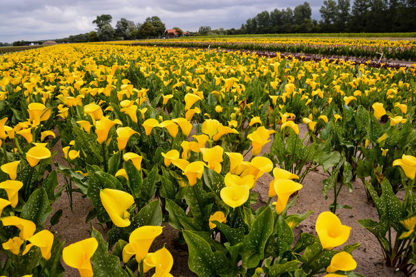 Pěstování zahradního pole Calla - Fotografie, Obrázek