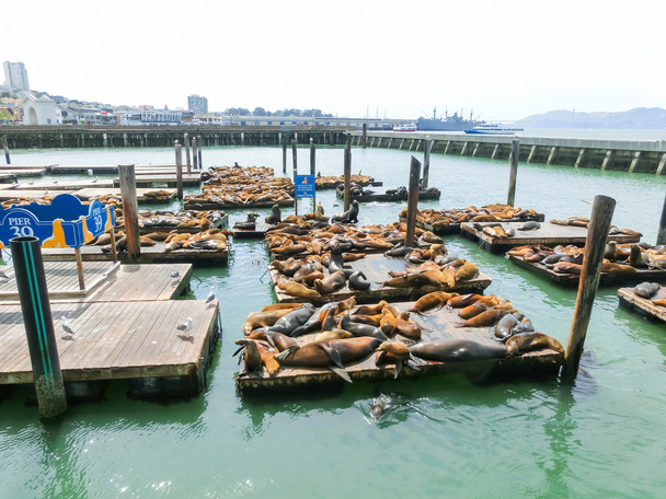 Leones marinos en el muelle 39 en San Francisco, Estados Unidos - Foto, imagen