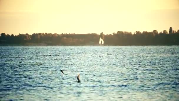 Zeilboot met witte zeilen aan de rivier in de herfst - Video