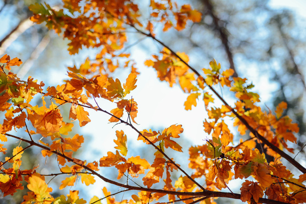Scena d'autunno. Foglia di acero giallo con gocce d'acqua su un letto di bro
 - Foto, immagini