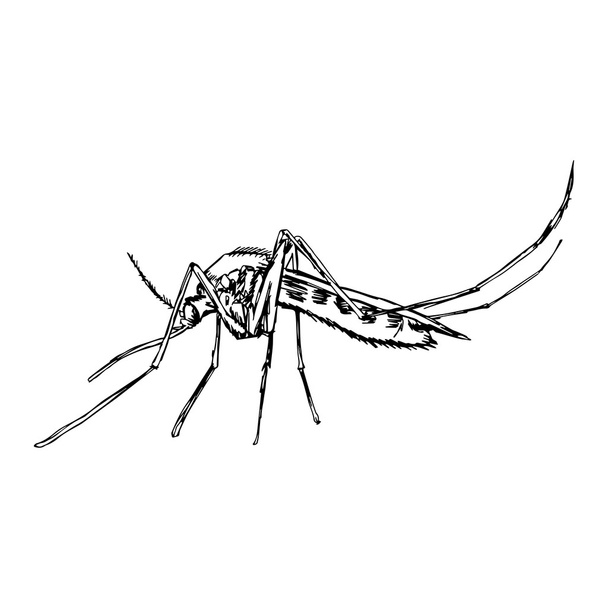 Векторные каракули рисунки комаров на белом фоне
 - Вектор,изображение