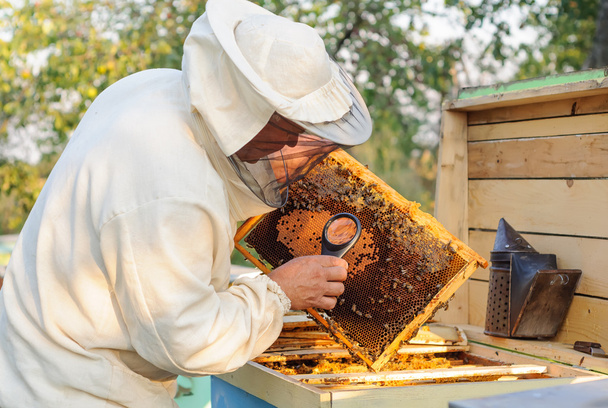 Μελισσοκόμος θεωρούν μελισσών στις κηρήθρες με ένα μεγεθυντικό φακό - Φωτογραφία, εικόνα