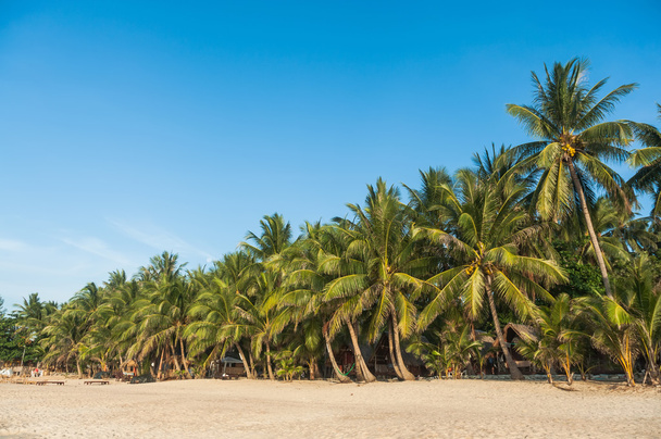 Palmbomen op het strand, eiland van Ko Samui, Thailand - Foto, afbeelding
