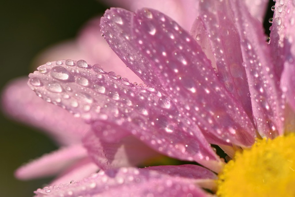 Macro shot of drops on flower. Beautiful natural pink blurred background. - Photo, image