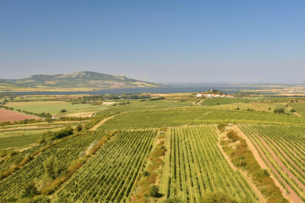 Viñedos bajo Palava. República Checa - Región vinícola de Moravia Meridional
. - Foto, imagen
