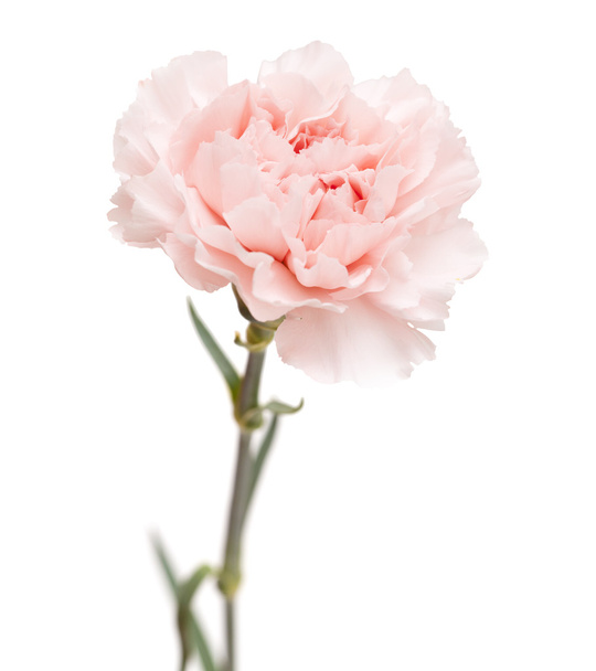 gentle pink carnation flower - Foto, immagini
