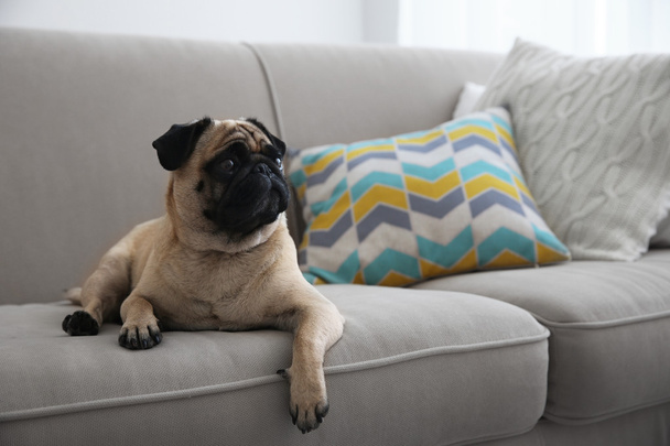 Pug dog on couch - Photo, image