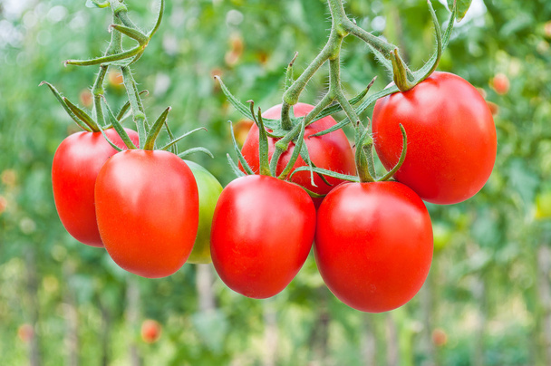 Los racimos rojos de tomates de cerca sobre un fondo del jardín
 - Foto, imagen