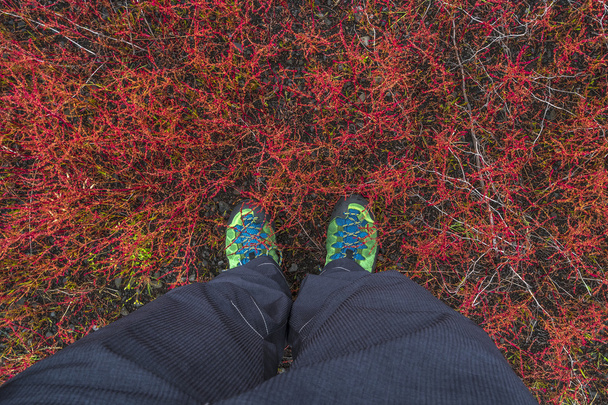 Походів чоботи пірнув у тундрі рослини в Ісландії, літній час - Фото, зображення