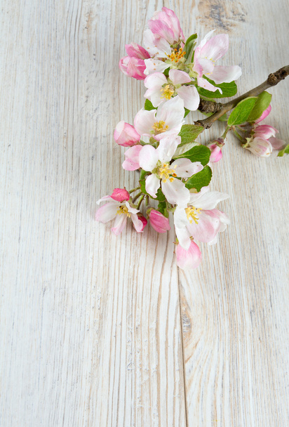 Jabłko kwiaty na białej powierzchni drewnianych - Zdjęcie, obraz