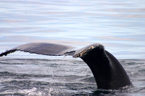 Ουραίου πτερυγίου μιας φάλαινας γκρι στον Ατλαντικό - Φωτογραφία, εικόνα