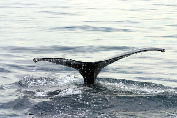 Staartvin van een grijze walvis in de Atlantische Oceaan - Foto, afbeelding