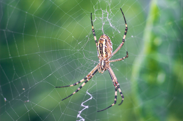 Yellow-black orb-weaver spider. Argiope Bruennichi, or the wasp-spider on the web, cobweb against green natural background, closeup. - Photo, Image