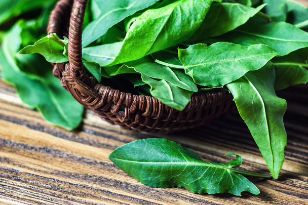 Fresh green organic sorrel leaves in wooden basket. Common sorrel or garden sorrel (Rumex acetosa) on wooden background. Other names: spinach dock and narrow-leaved dock. - Photo, Image