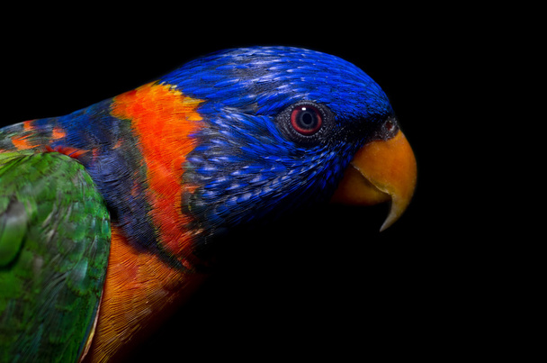 Colorful parrot - Φωτογραφία, εικόνα