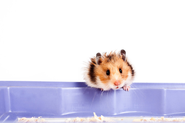 meraklı küçük hamster - Fotoğraf, Görsel
