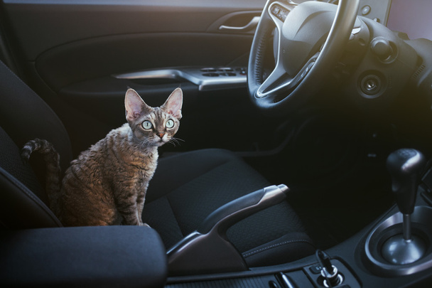 Adorable cat is sitting inside a car on the drivers seat. Devon Rex cat likes to travel in a car. - Foto, Imagen