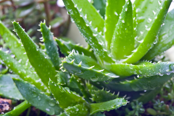 Aloe vera - Foto, Imagen