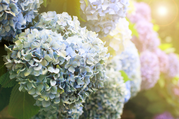 Abstract soft light Hydrangea flower for background - Photo, Image